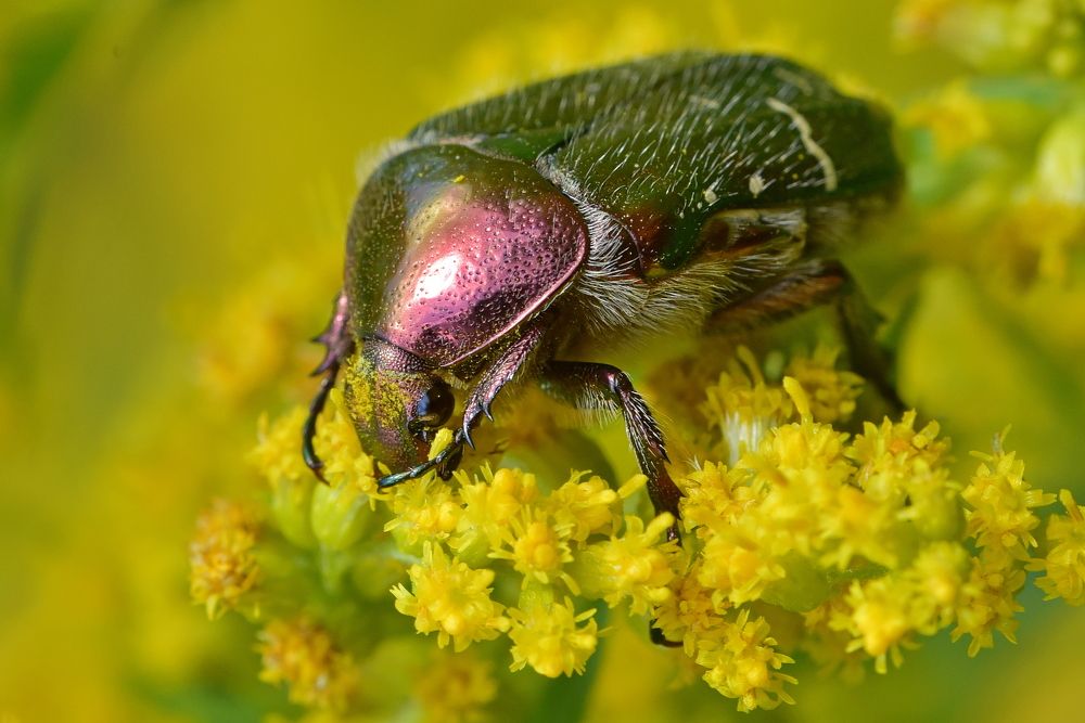 Золотистая бронзовка