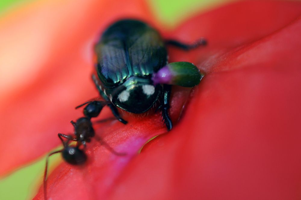 Photograph by R Hayati