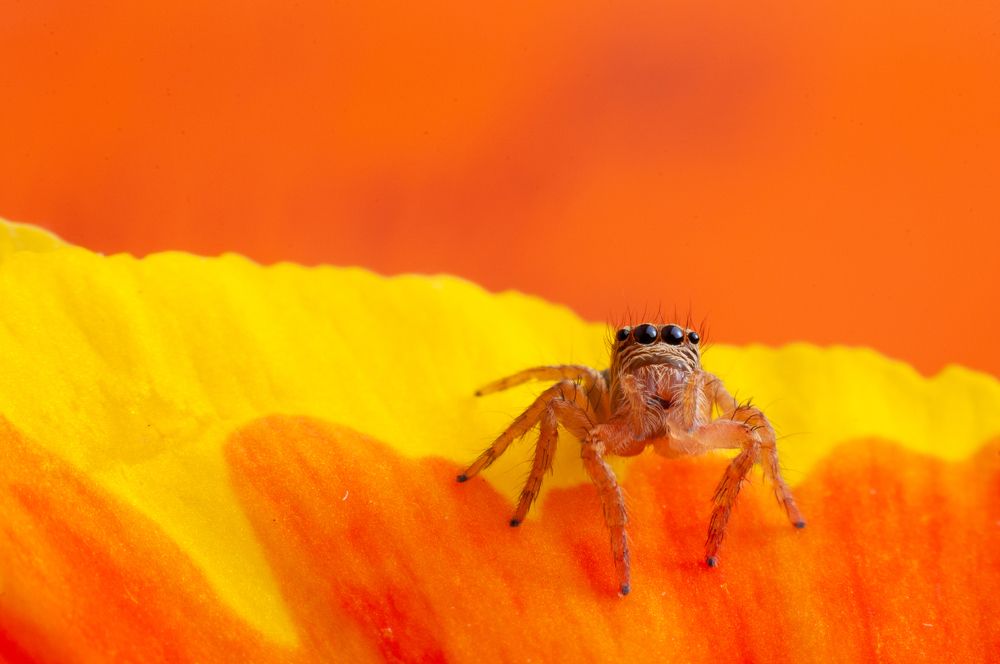 Photograph by Chamara Sulakkhana Polwatta Siriyalage