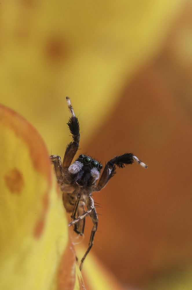 Photograph by Chamara Sulakkhana Polwatta Siriyalage