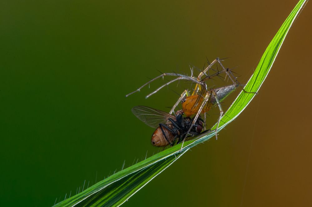 Photograph by Chamara Sulakkhana Polwatta Siriyalage
