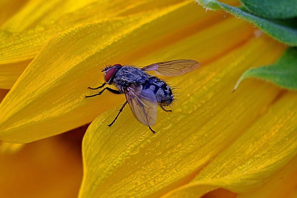 Photograph by Debbie Strauss