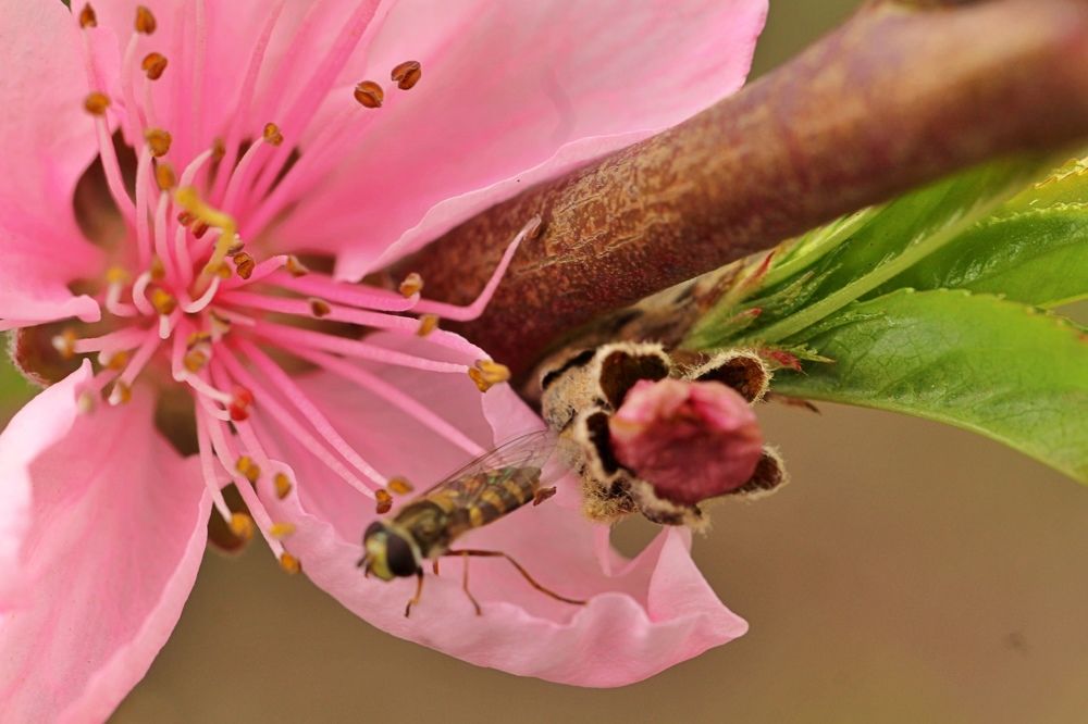 Photograph by Debbie Strauss