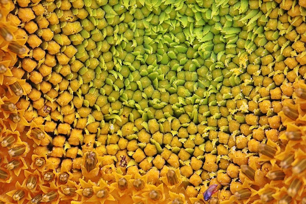 Photograph by Debbie Strauss