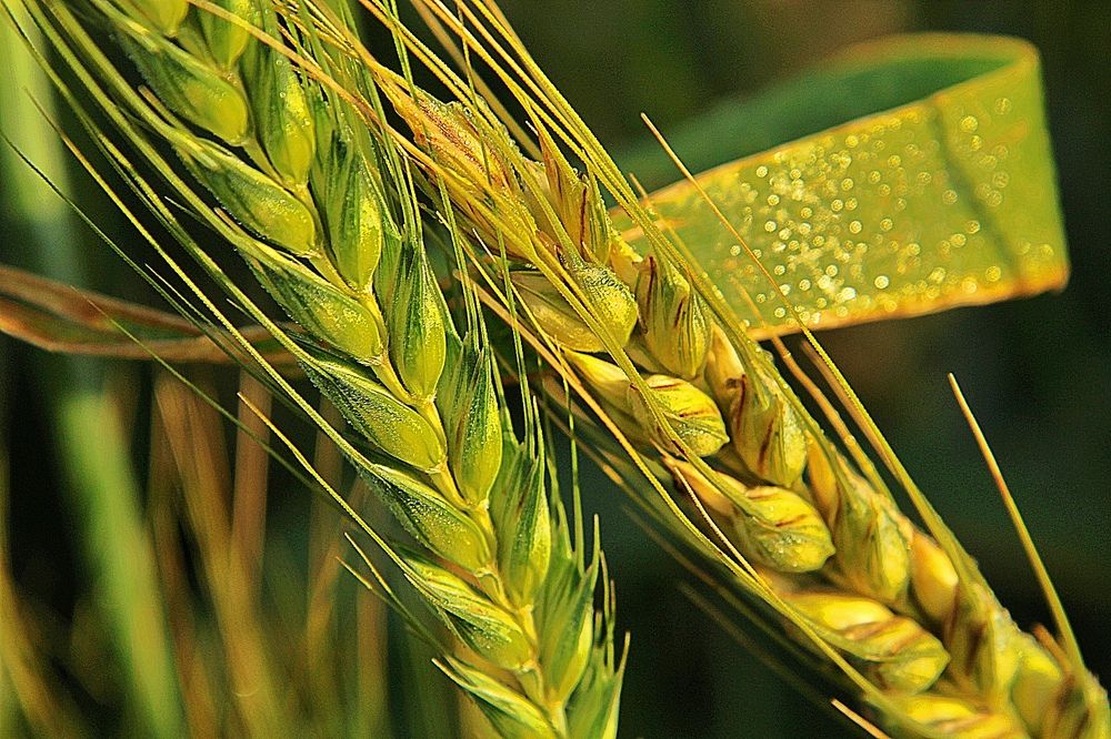 Photograph by Debbie Strauss