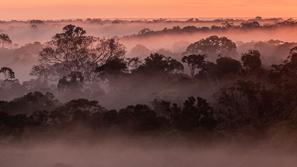 franzschuler amazonrainforest