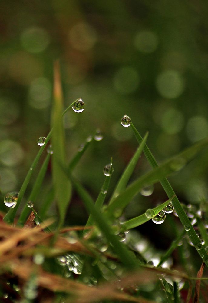 Grassland