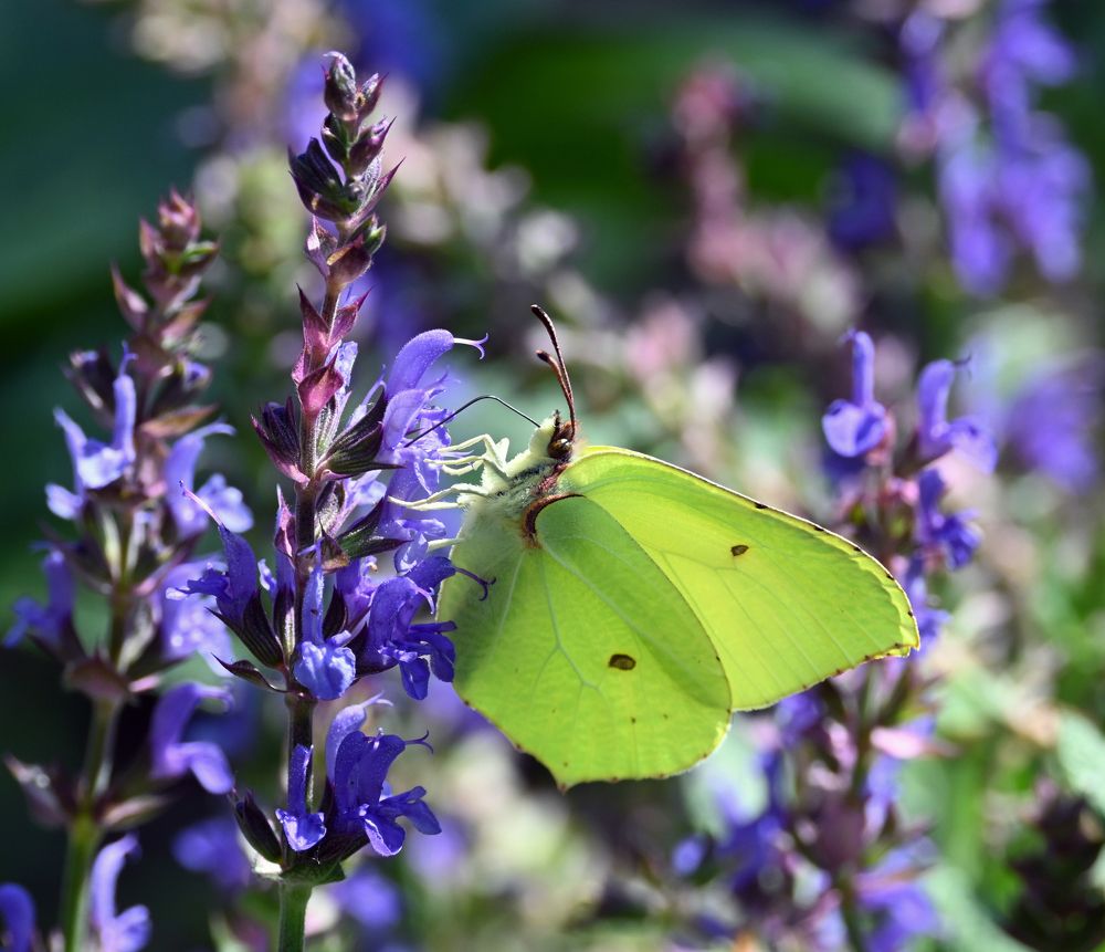 Утренний завтрак.