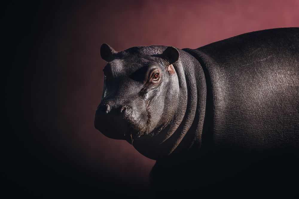 Photograph by Melanie Delamare