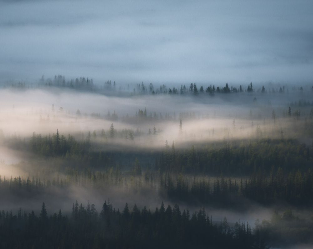 Утренний туман