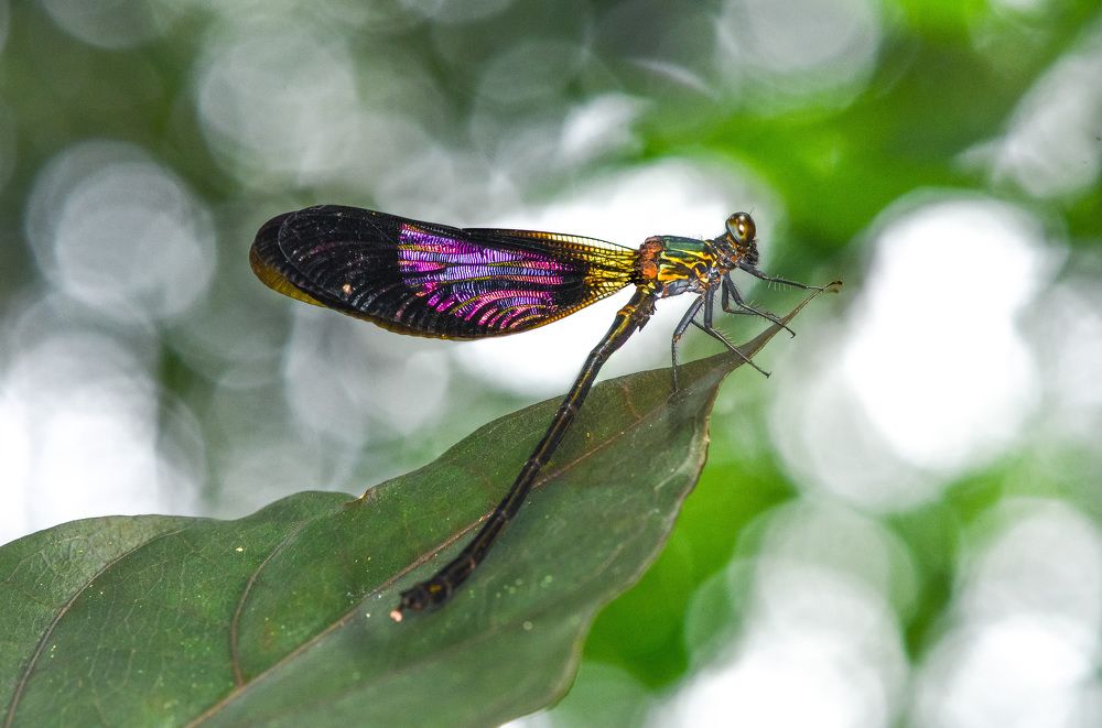 Photograph by Jerry Tsang