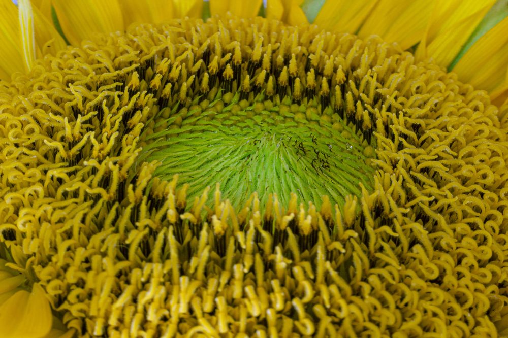 Photograph by Marcial Comerón