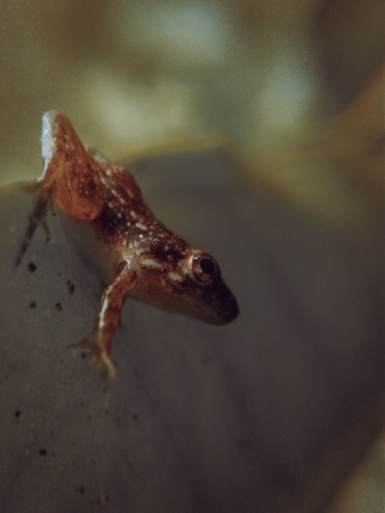 Photograph by Venkatesh r Kamath