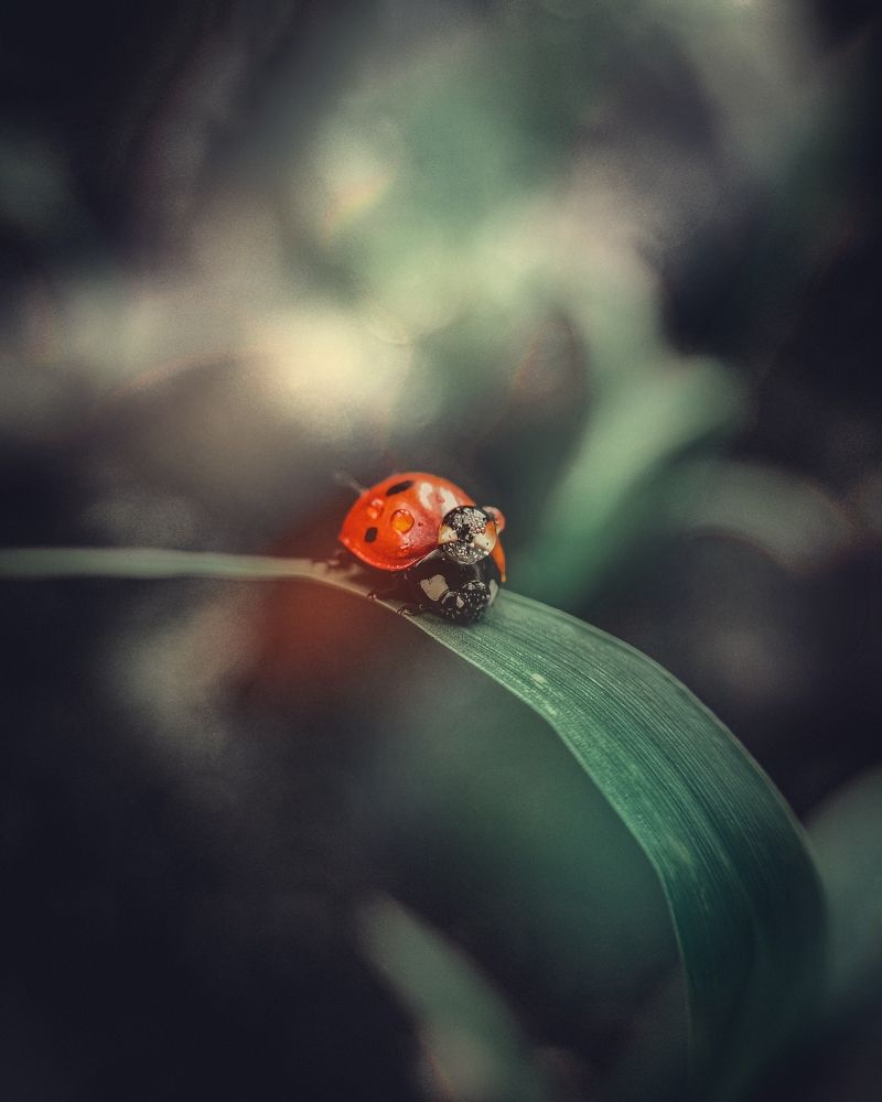 Photograph by Денис Шамров