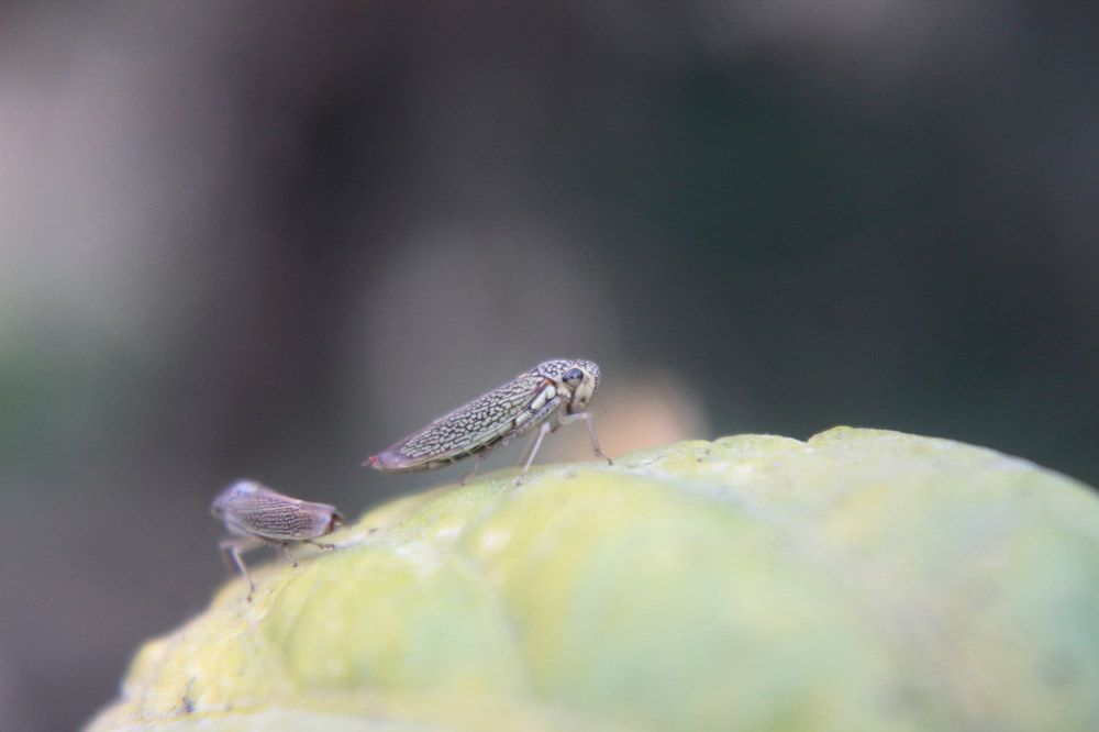 Saltahojas o Leafhopper