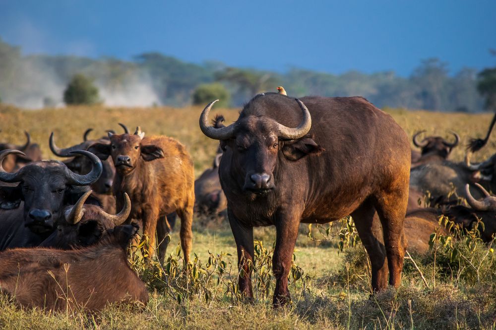Photograph by Mondohong MOUZOU
