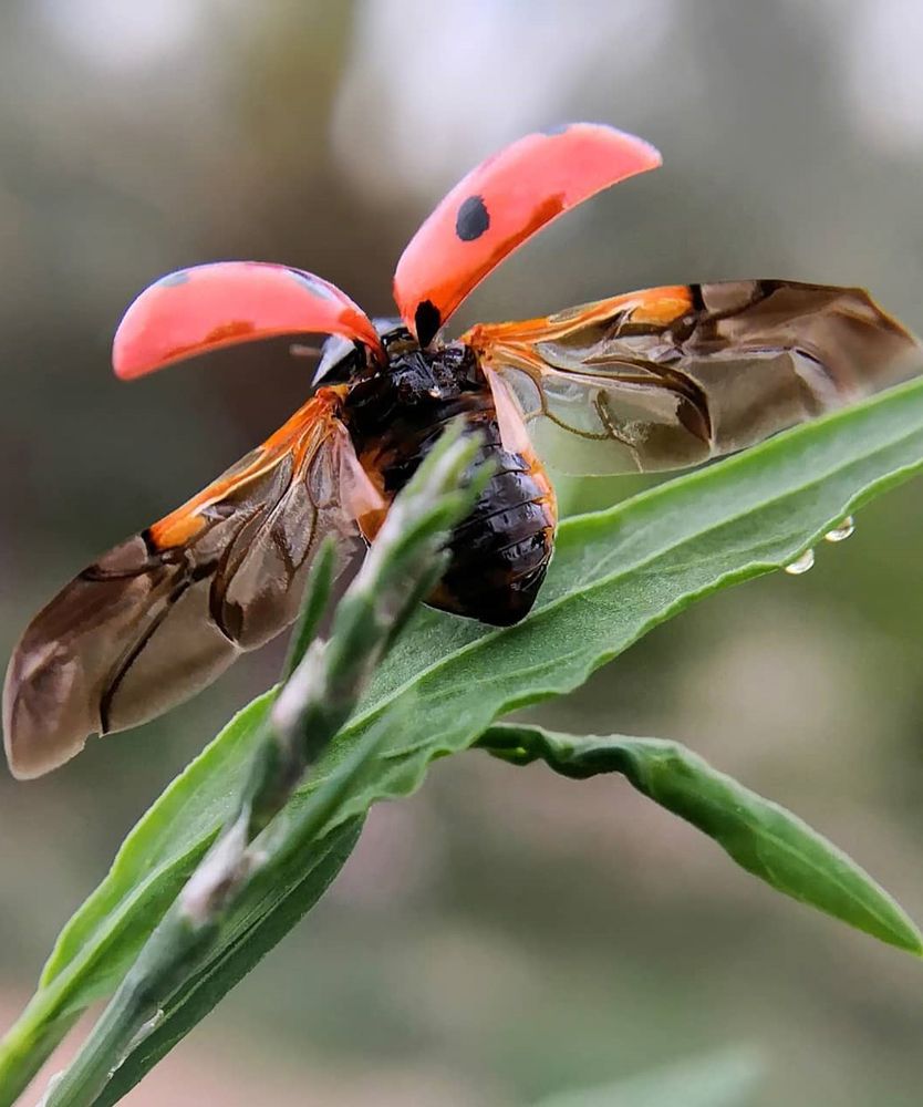Flying ladybug