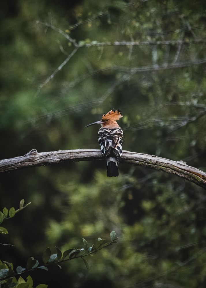 Photograph by Kanishka Jeewantha