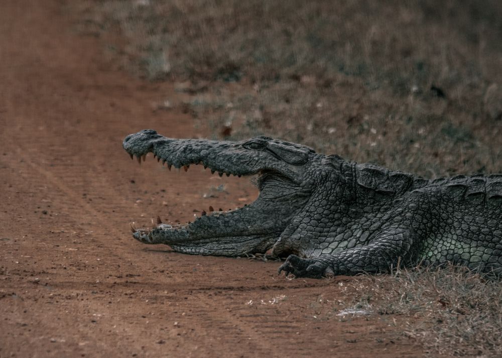 Photograph by Kanishka Jeewantha