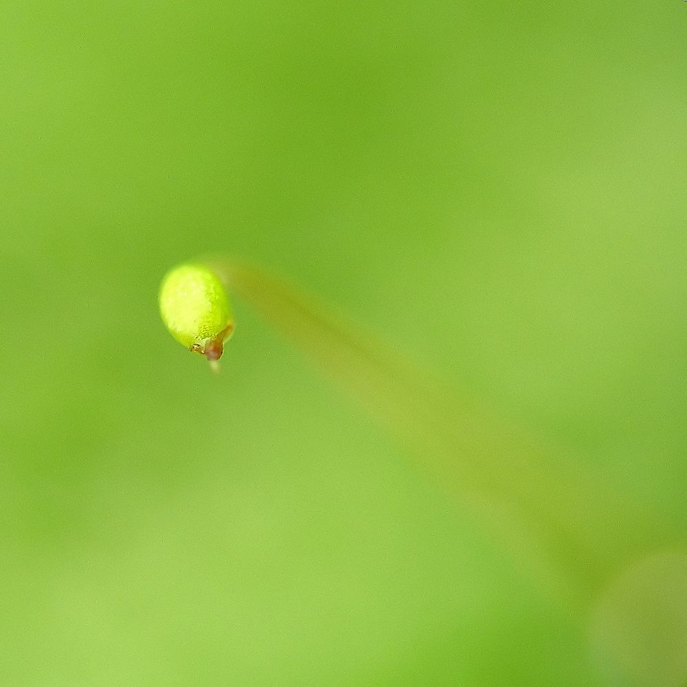 Photograph by Berezvai László