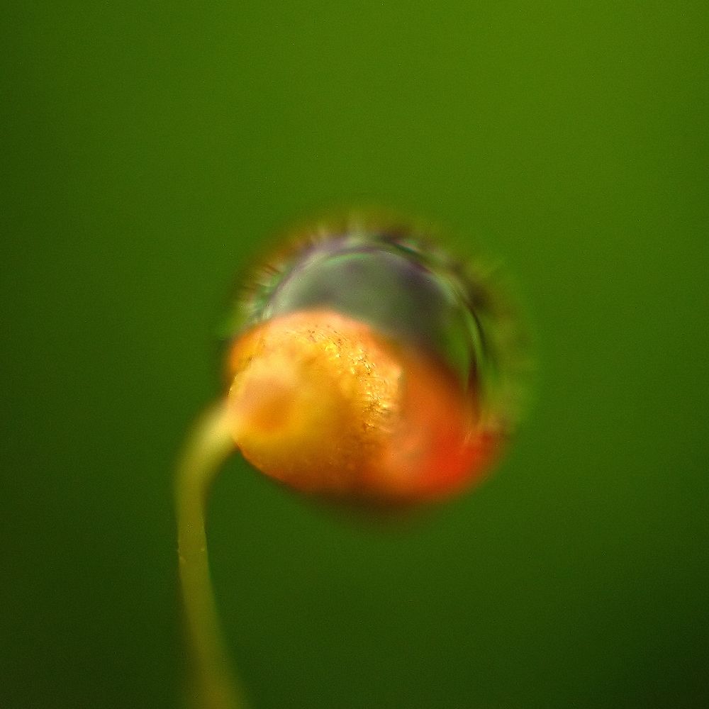 Photograph by Berezvai László