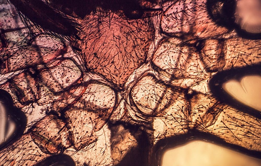 шкурка паука