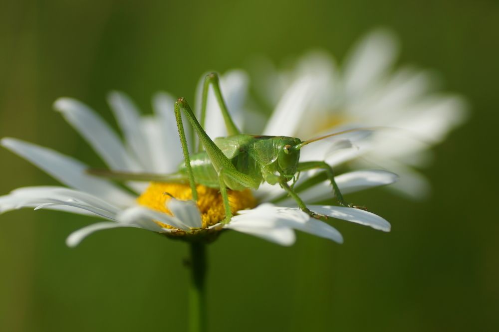 Высоко сижу...