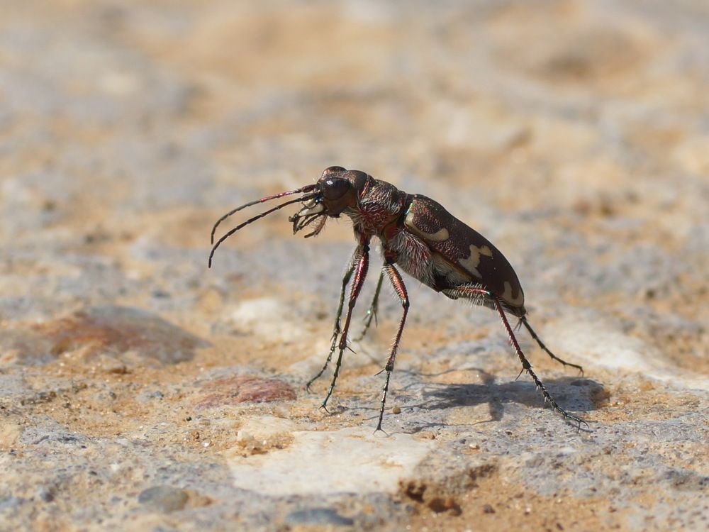 Высоко сижу, далеко гляжу...