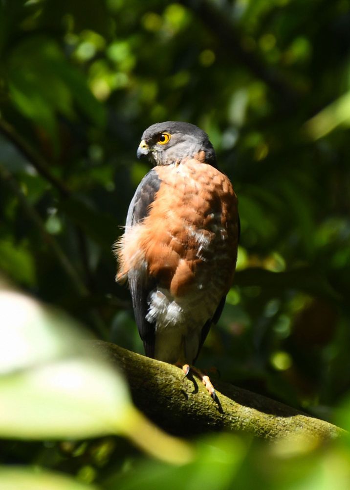 Photograph by B. Rathnayake Isuru