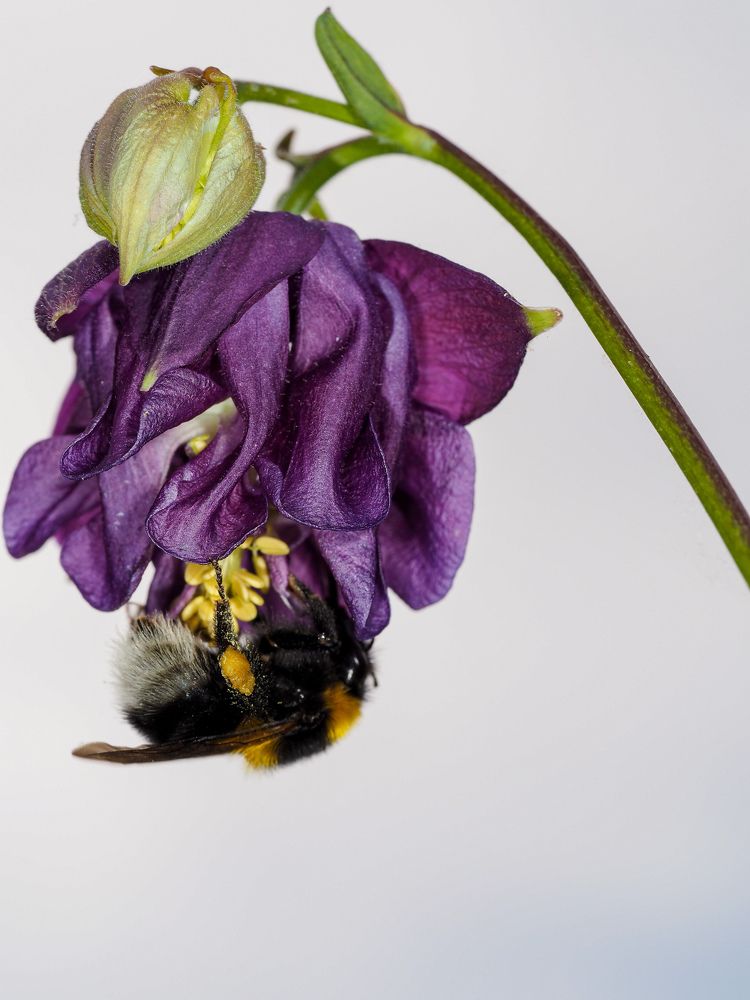 Мохнатый шмель