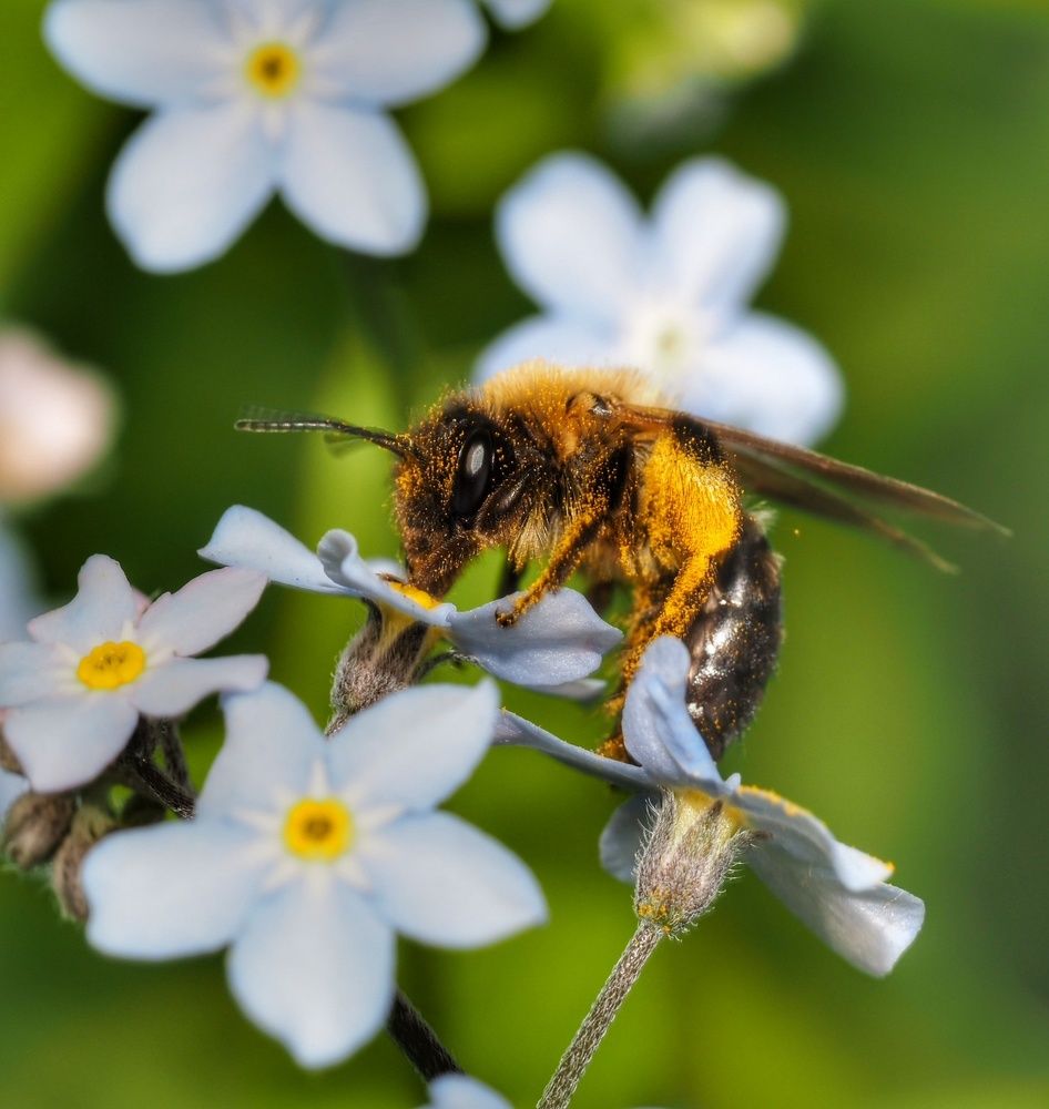 Сбор пыльцы