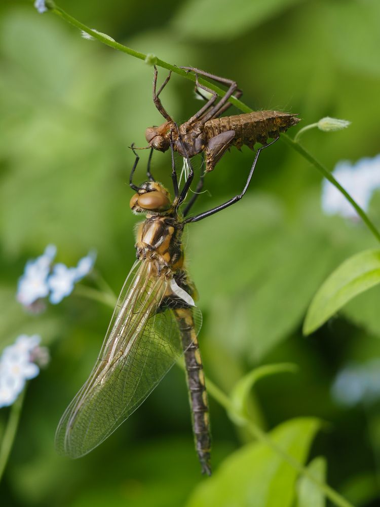 Рождение стрекозы