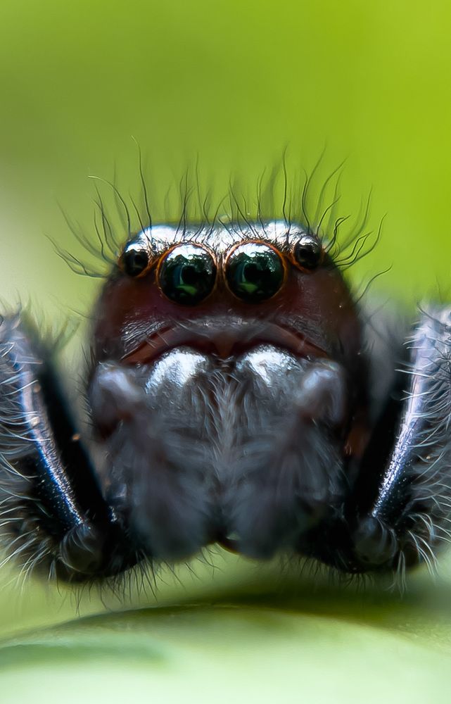 Jumping spider