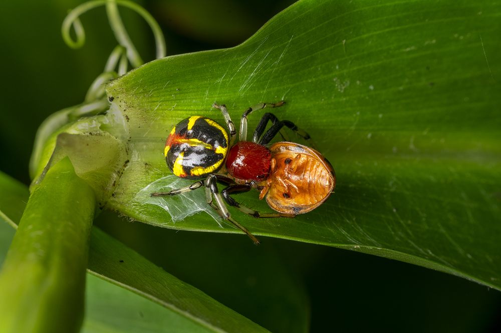 Napoleon spider with breakfast