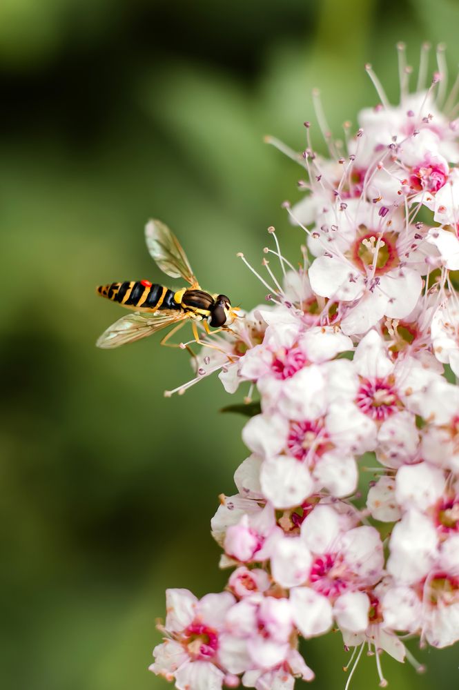 Photograph by Ирина Авельви