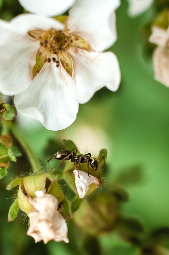 Photograph by Ирина Авельви