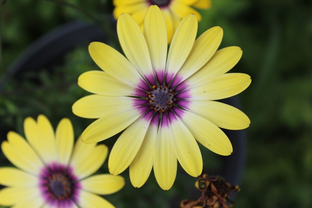 Photograph by СТЕПАН ДЖУЛАКИДЗЕ