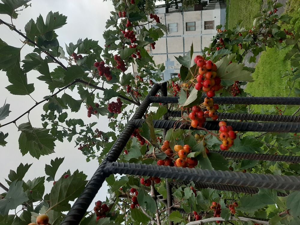 Photograph by Бузоева Дана