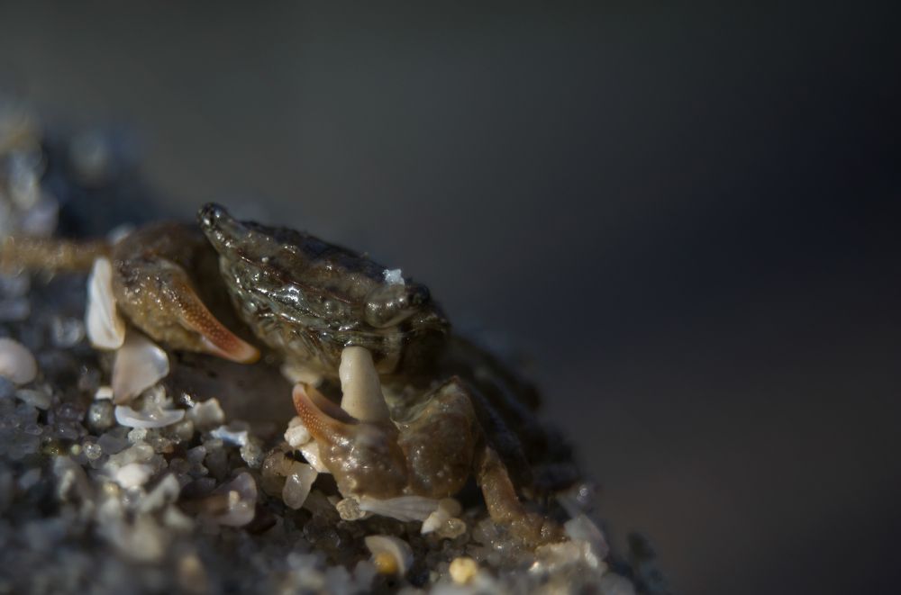 Photograph by Senthamilarasu