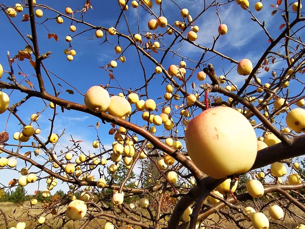 Дикая яблонька