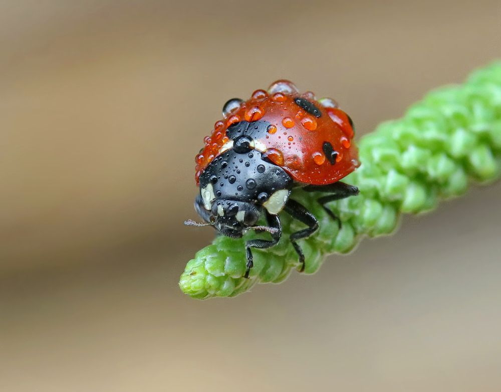 Photograph by Игорь Осипов