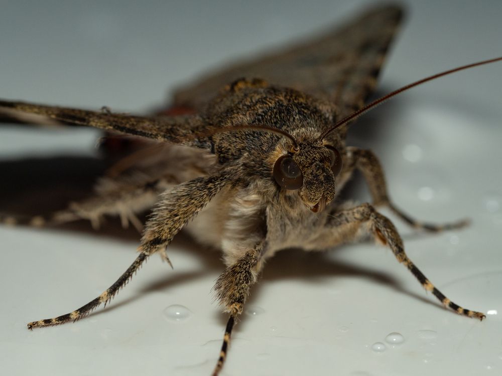 Фотография автора Denes Doma