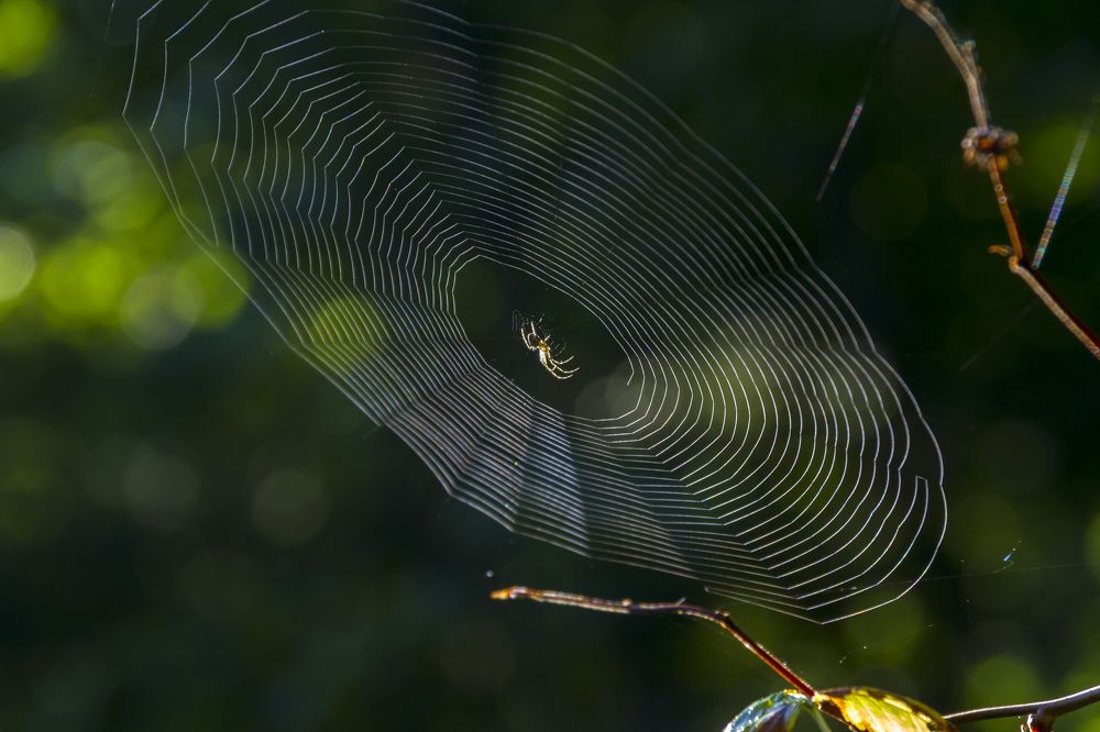 Photograph by Богдан Бигун