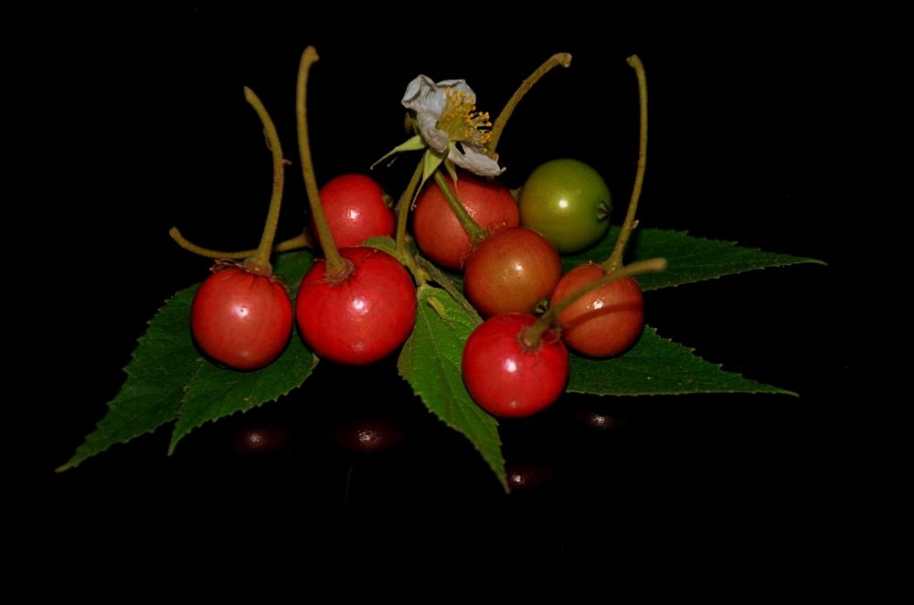 Photograph by Johan Bahder