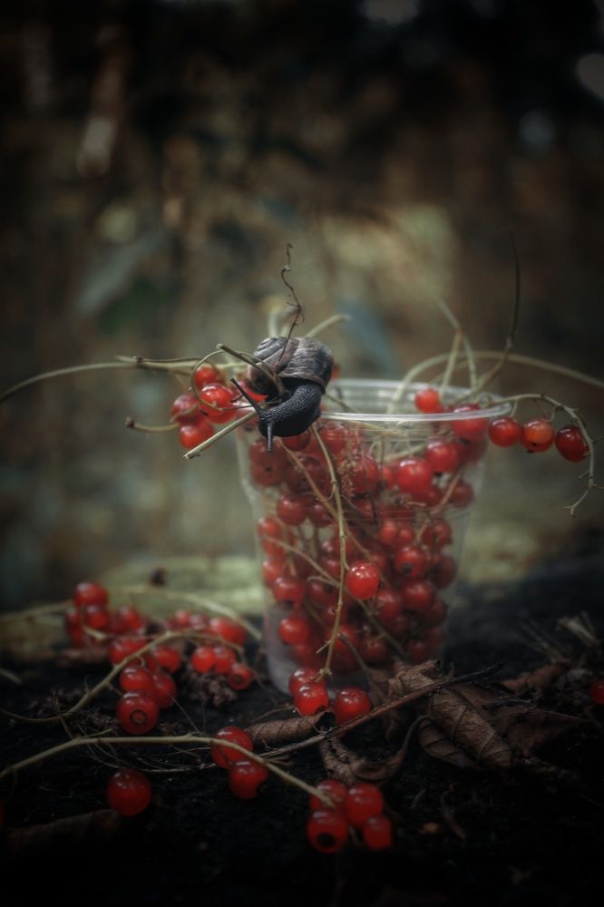 Photograph by 
