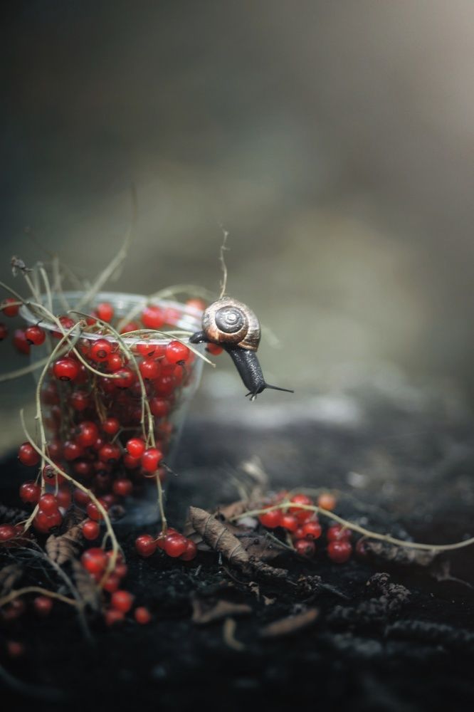 Photograph by Татьяна Максакова