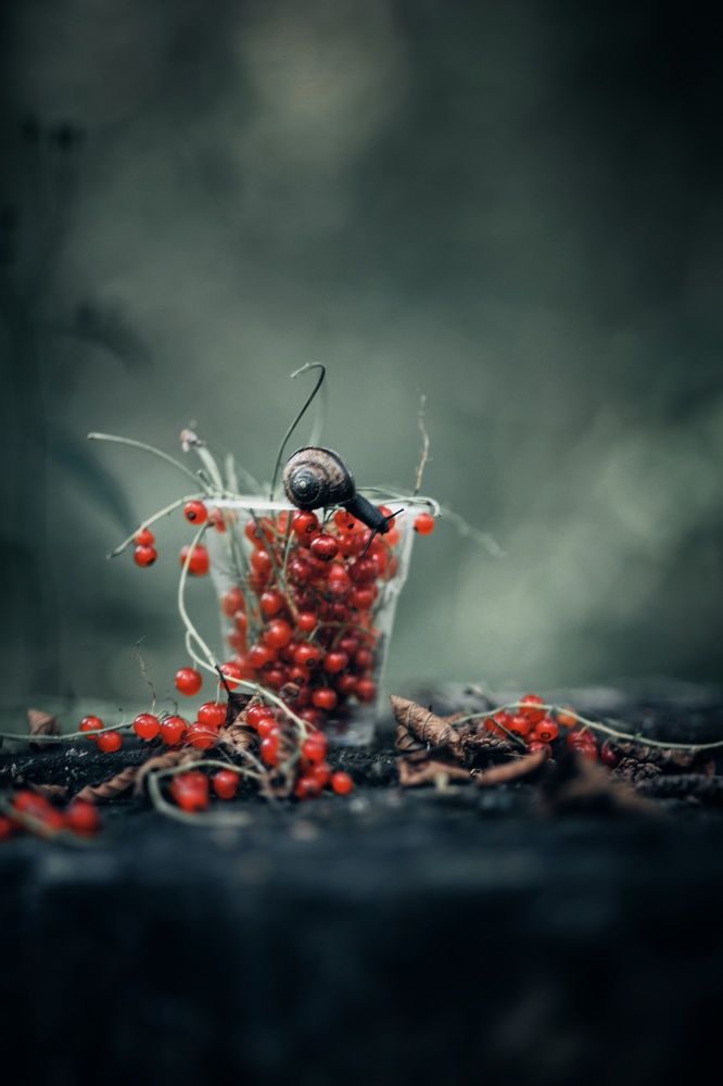 Photograph by 
