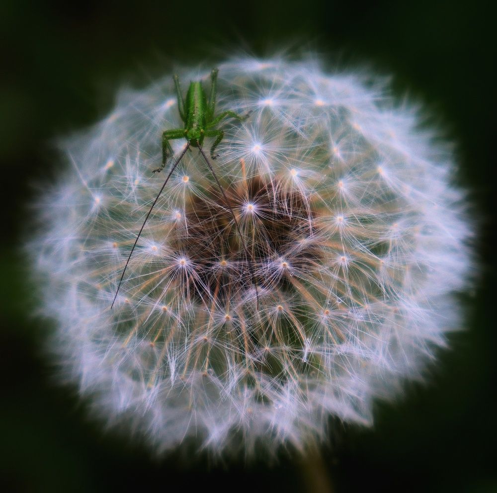 Photograph by Ализа TS