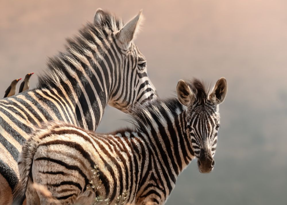 Photograph by Geri Uauy