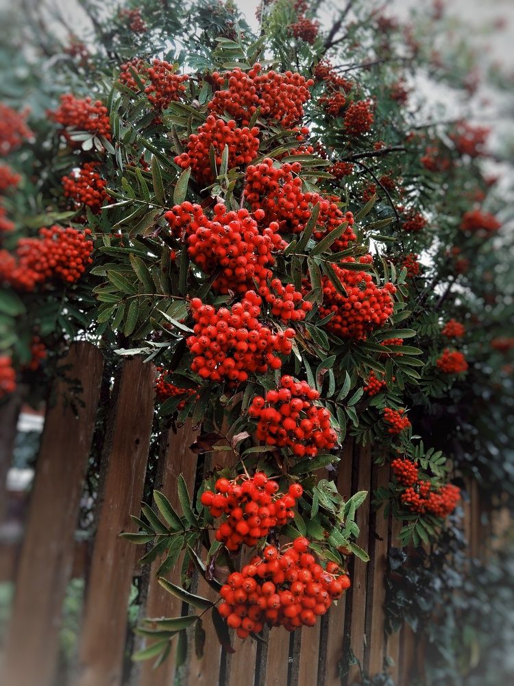 Фотография автора Виктор Конев